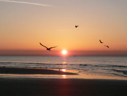 Galveston Beaches